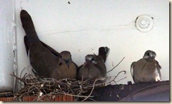 White-winged family in carport 5-15-2012 5-16-01 PM 2572x1543