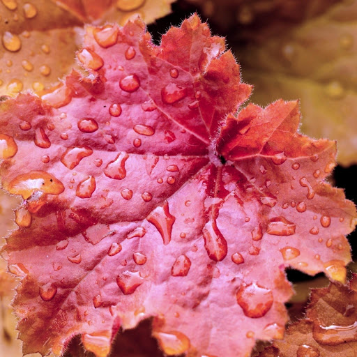 Hd-164487-ascw164487