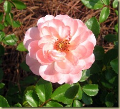 driff rose bloom 6.7.11