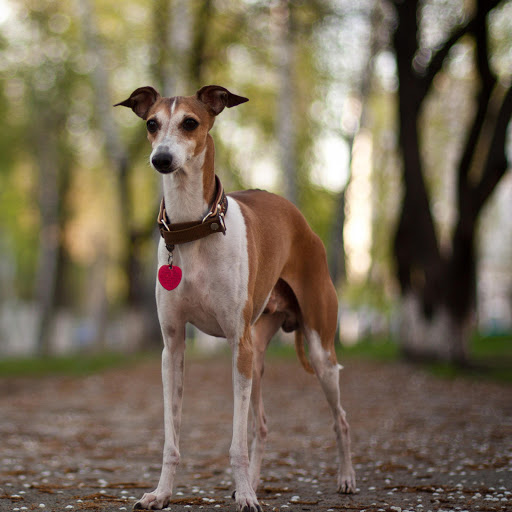 Hd-162426-ascw162426