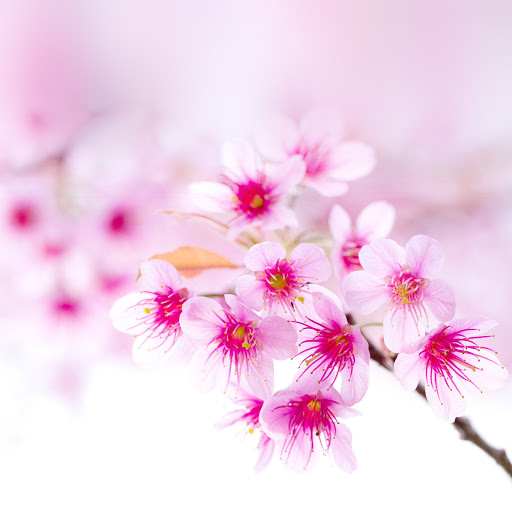 Hd-161321-ascw161321