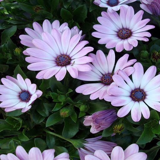 Hd-144766-ascw144766