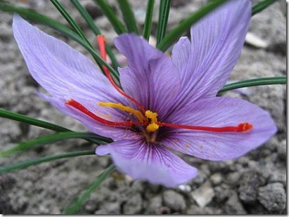 Crocus sativus 1_thumb[1]