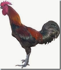Gambar Ayam Parege atau Ayam Pelung
