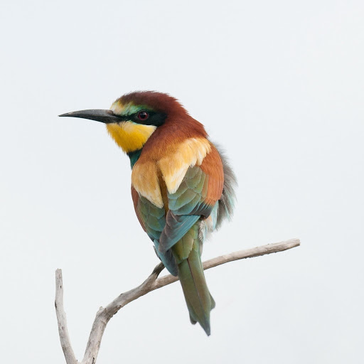 Hd-176552-ascw176552