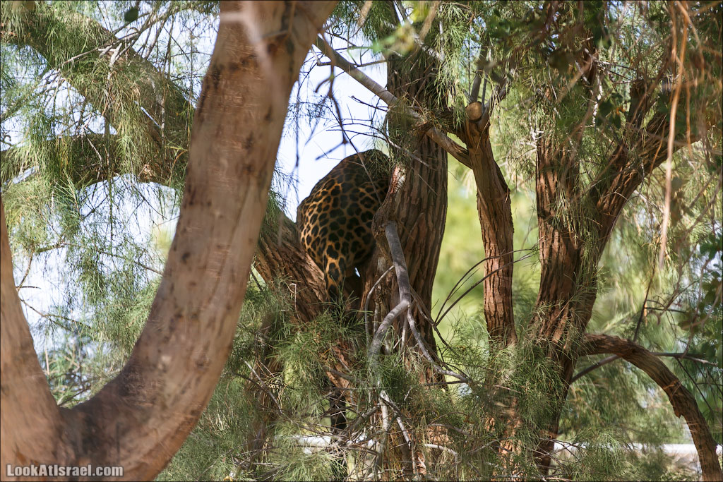 LookAtIsrael.com - Заповедник библейских животных Хай Бар | Hai Bar reserve | חי בר
