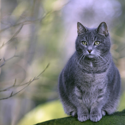 Hd-181769-ascw181769