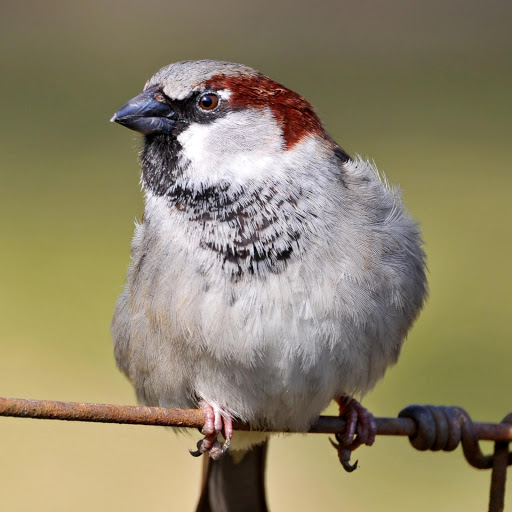 Hd-170487-ascw170487