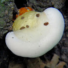 Lingzhi, Reishi mushroom