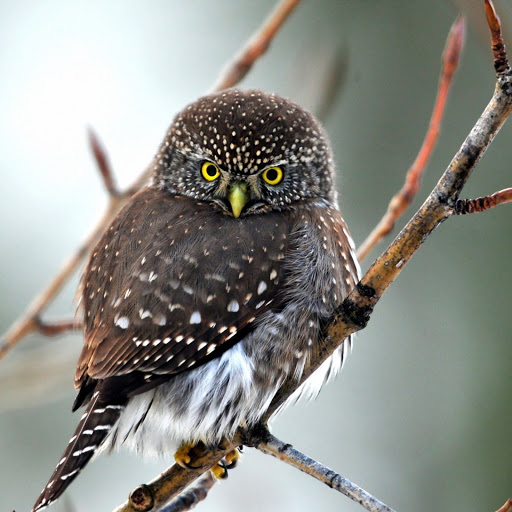 Hd-170455-ascw170455