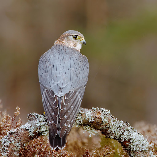 Hd-178919-ascw178919