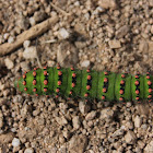 Small Emperor Moth Caterpillar