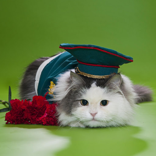 Hd-181150-ascw181150