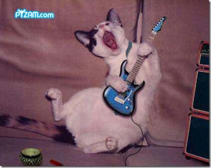 Funny pictures of Guitarist cat animal