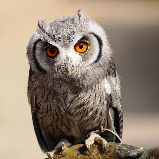 Hd-145902-ascw145902