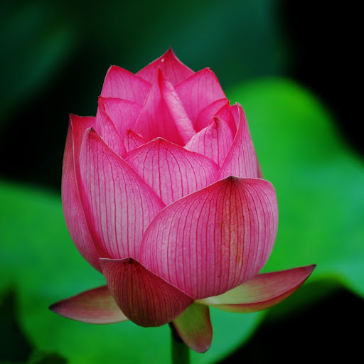 Hd-161111-ascw161111