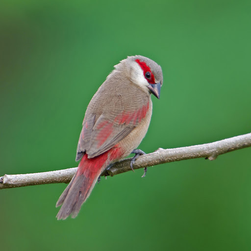 Hd-181271-ascw181271