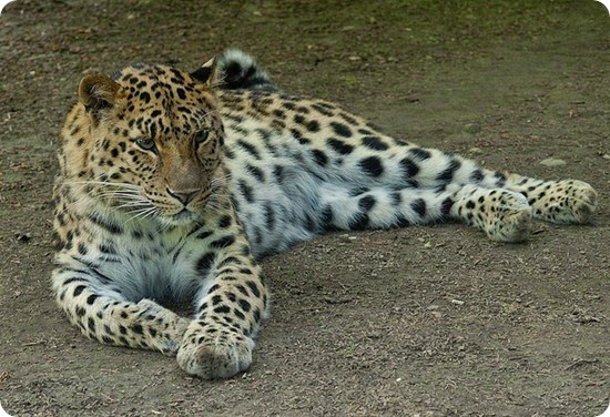 leopardo dell'amur