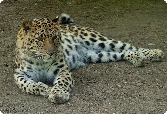 leopardo dell'amur leopardo dell'amur