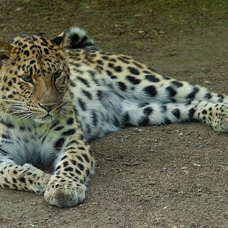 Leopardo dell'Amur, restano solo 35, al massimo 50, e vivono nelle fredde foreste siberiane.