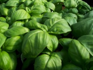 [Manjericao%2520Compatto%255B2%255D.jpg]