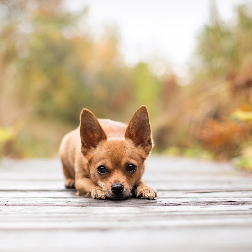 Hd-175961-ascw175961