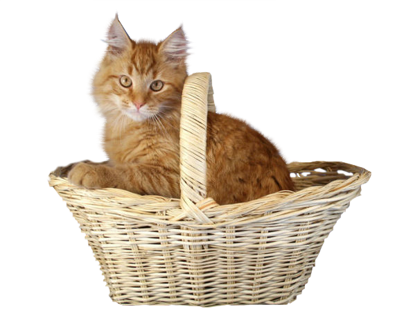 Saphiere_GraphicDream_Tubes_Cat_16.png