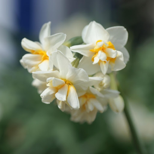 Hd-177225-ascw177225