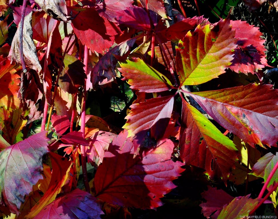 [DSC_0031%255B14%255D.jpg]