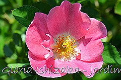 5 - Glória Ishizaka - Rosas do Jardim Botânico Nagai - Osaka