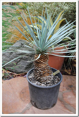 111120_yucca_rostrata_from_poots