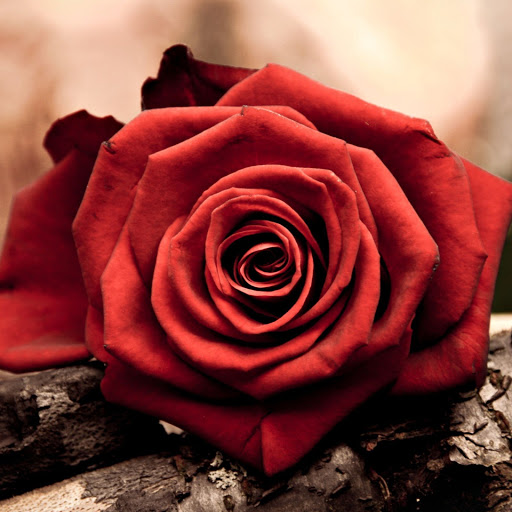 Hd-152538-ascw152538