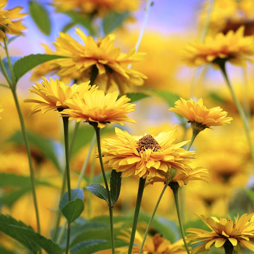 Hd-142045-ascw142045