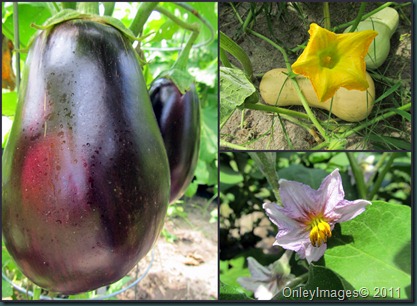 eggplant-squash0818