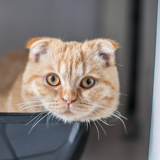 Hd-160106-ascw160106