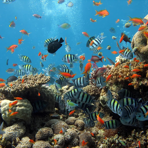 Hd-133202-ascw133202