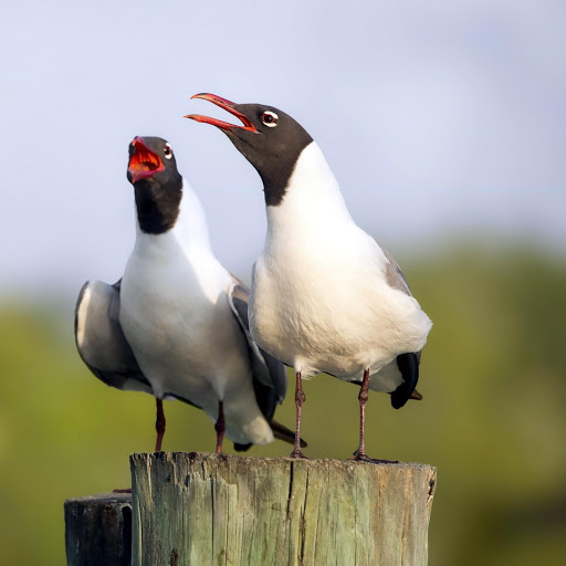 Hd-179099-ascw179099