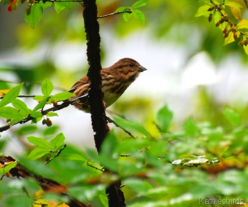 1. song sparrow-kab