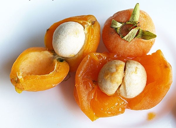 [Eugenia%2520luschnathiana%255B3%255D.jpg]