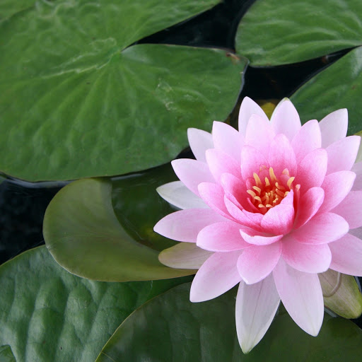 Hd-145578-ascw145578