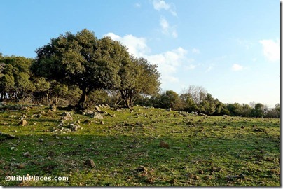 Oak forest on Golan Heights, tb020506169