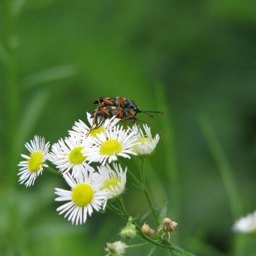 Hd-171295-ascw171295