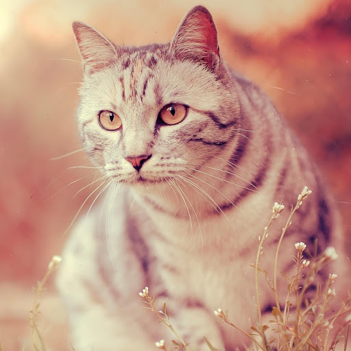 Hd-176712-ascw176712