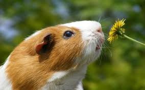 [conejos%2520con%2520flor%2520%25284%2529%255B2%255D.jpg]