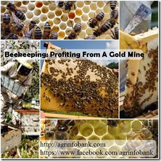 Beekeeping Profiting From A Gold Mine