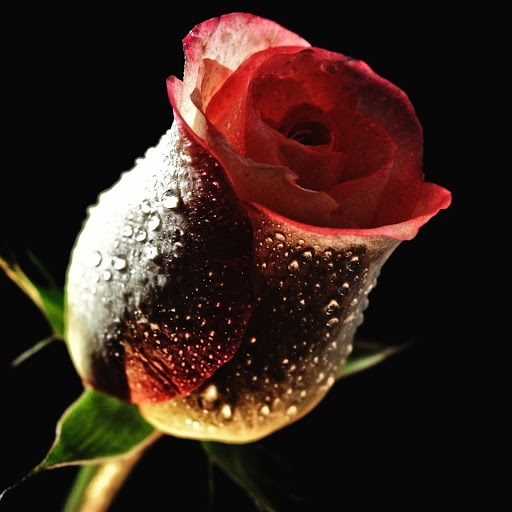 Hd-185766-ascw185766