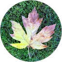 Vanessa S. profile picture