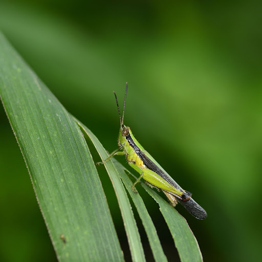 Hd-156060-ascw156060