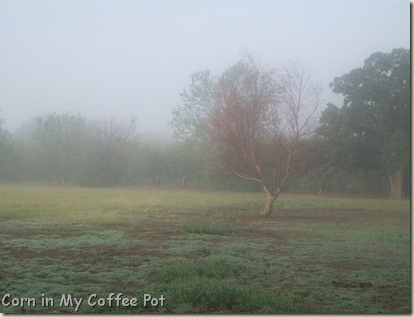 Oct 24 2011- fog pix 129