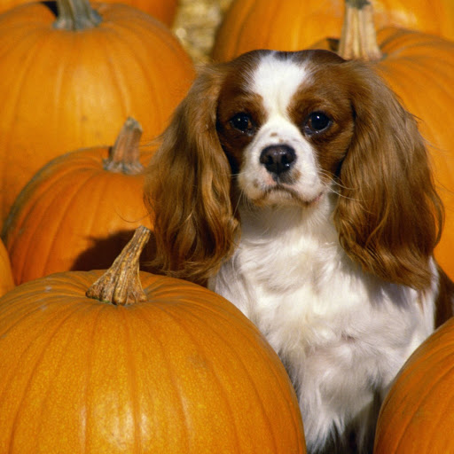 Hd-172854-ascw172854